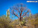 Kaktusový raj - Naživo: Mexiko 2020