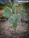 Kaktusový raj - Naživo: Mexiko 2020