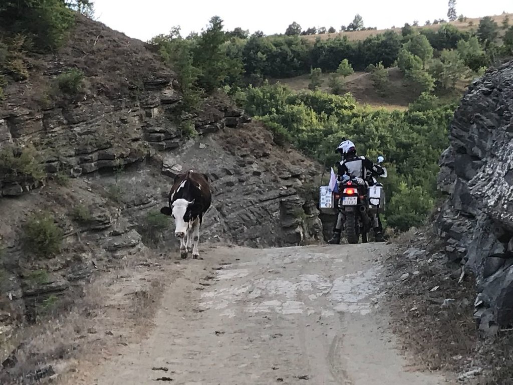 Cesta zo Stërkanj do Lozhan i Ri, Albánsko 1 - zľava: krava a ja