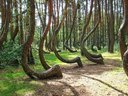 Tancujúci les, národný park Kurská kosa