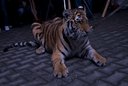 Tigria bohyňa