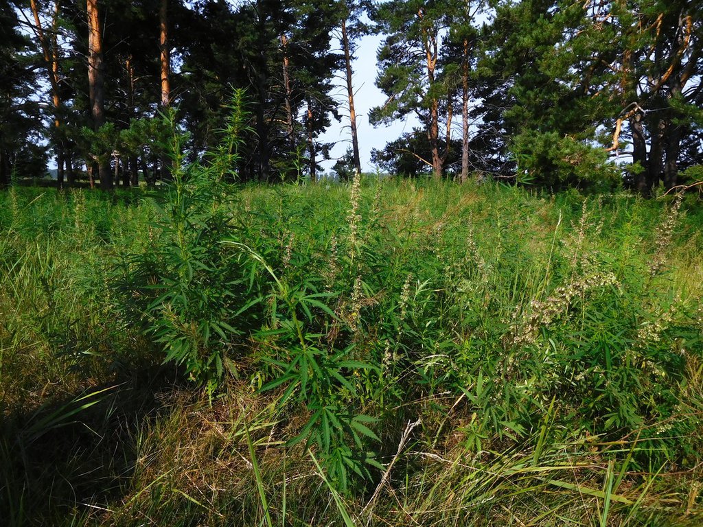 marihuanové polia Kazachstan