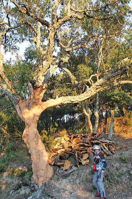  Korok na štuple sa vyrába z kory korkových dubov, takto oholených je na Korzike kopa
