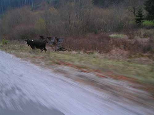  Po ceste kravy, skoro ako v Rumunsku...