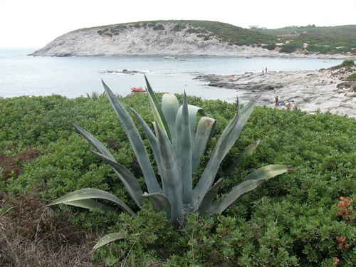  Raj na zemi ostrov S.Antioco na Sardínii.