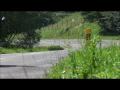 HONDA cbf 125 & KEEWAY speed 125 Driving!  |TRAILER | Full HD 1080p